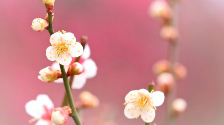 3月3日に開催される季節の花のイベント